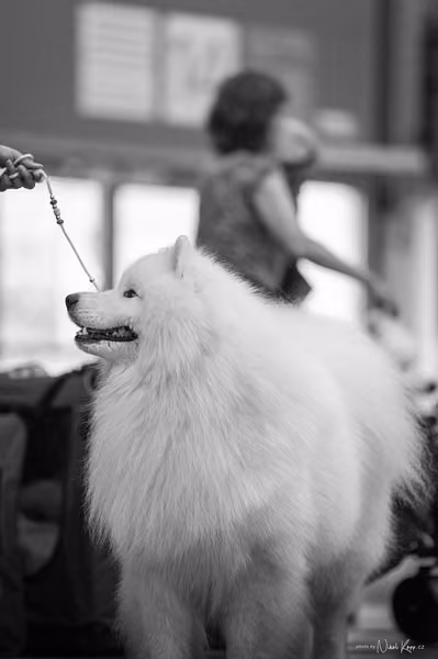 INTERCANIS Brno – Samojed