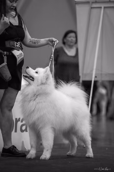 INTERCANIS Brno – Samojed