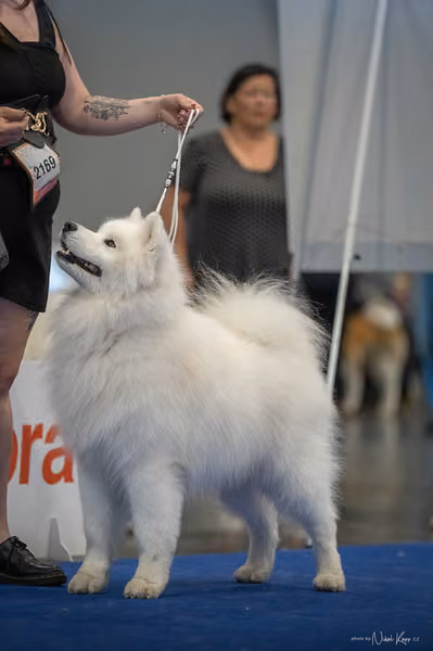 INTERCANIS Brno – Samojed
