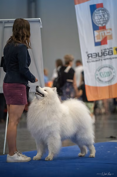 INTERCANIS Brno – Samojed