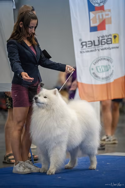 INTERCANIS Brno – Samojed