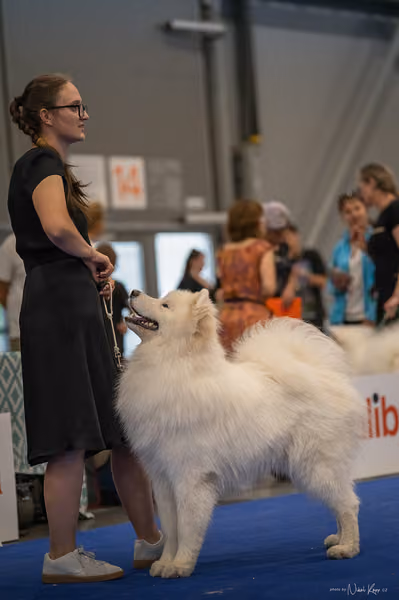 INTERCANIS Brno – Samojed