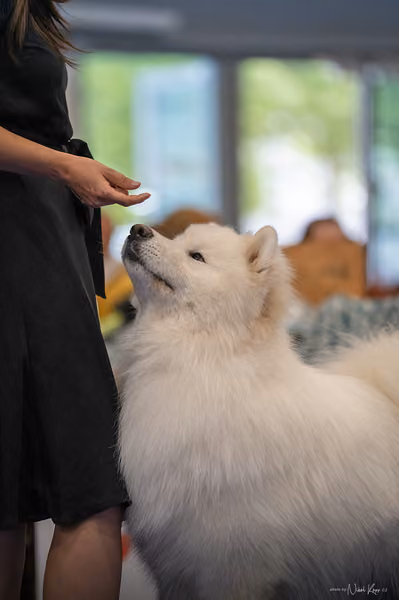 INTERCANIS Brno – Samojed