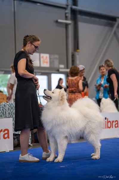 INTERCANIS Brno – Samojed