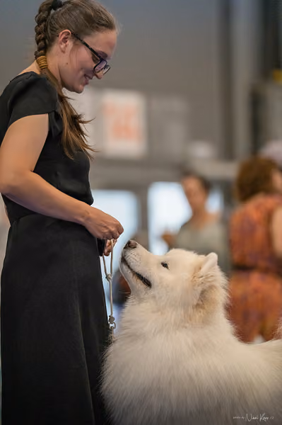 INTERCANIS Brno – Samojed