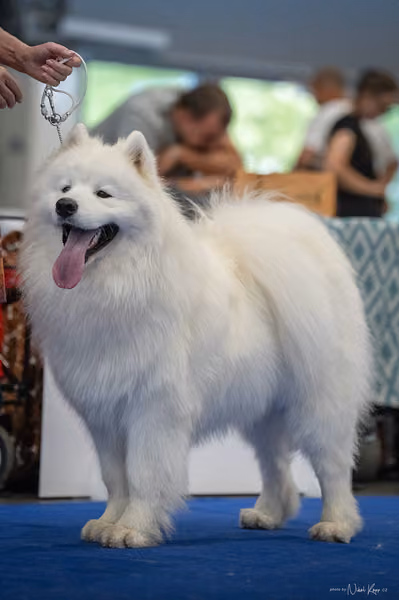 INTERCANIS Brno – Samojed