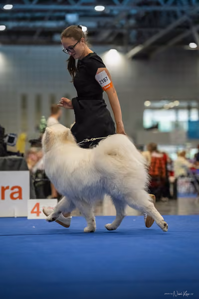INTERCANIS Brno – Samojed
