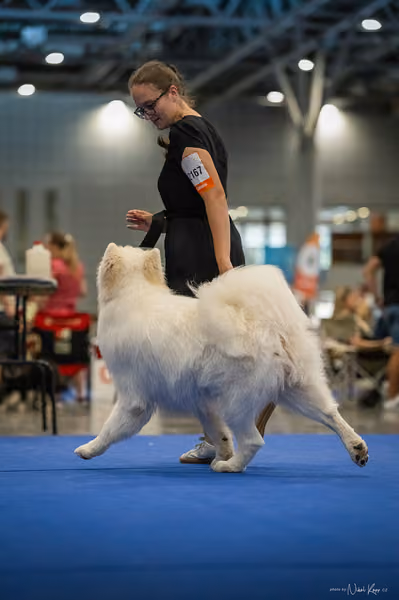 INTERCANIS Brno – Samojed