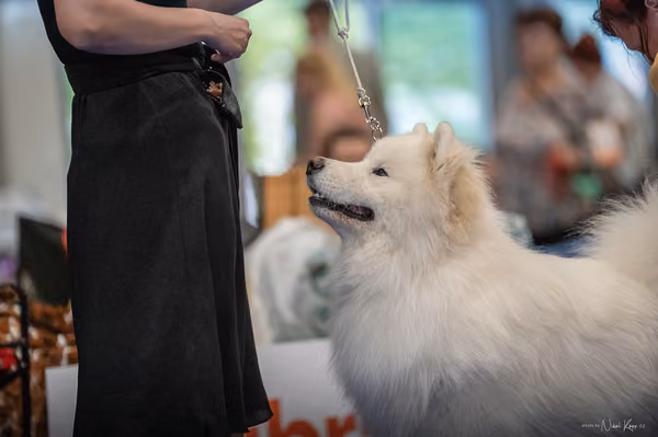 INTERCANIS Brno – Samojed