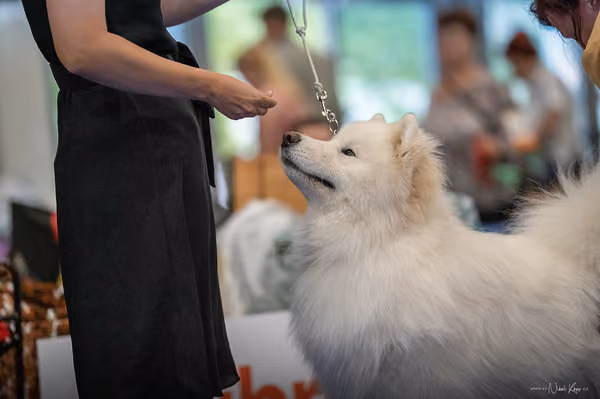 INTERCANIS Brno – Samojed