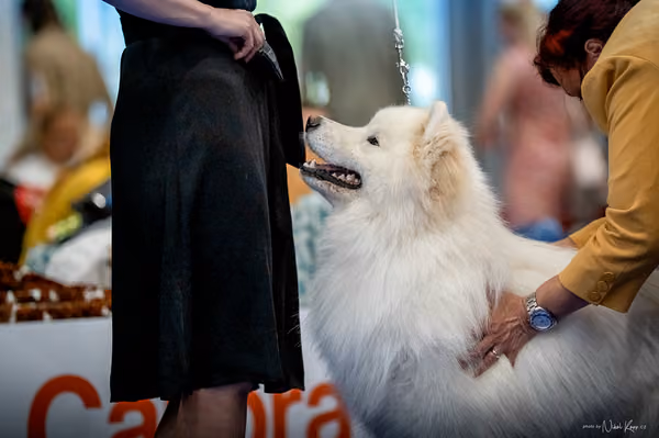INTERCANIS Brno – Samojed
