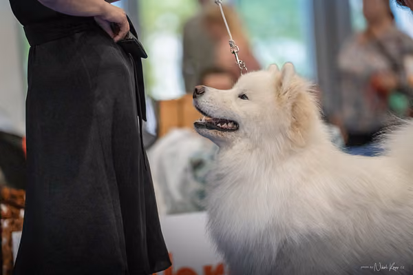 INTERCANIS Brno – Samojed
