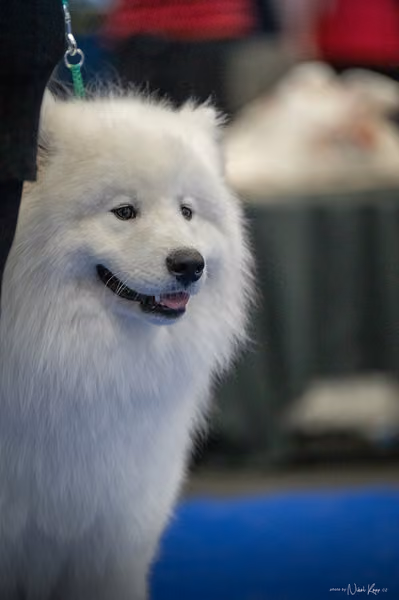 INTERCANIS Brno – Samojed