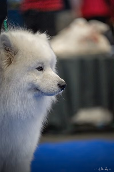 INTERCANIS Brno – Samojed