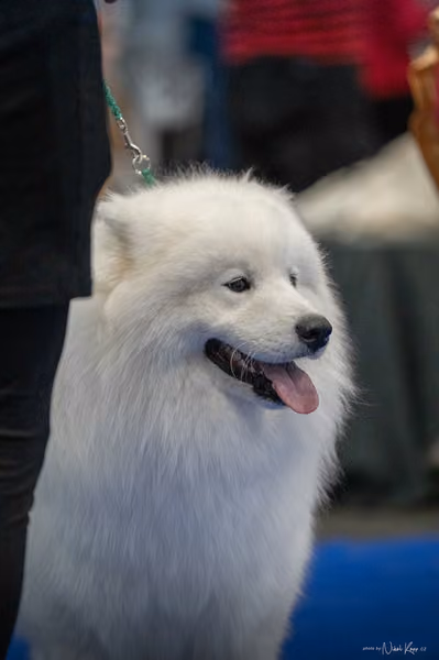 INTERCANIS Brno – Samojed