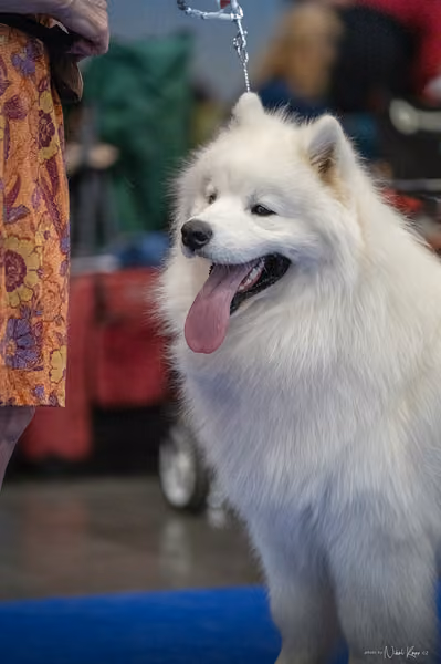INTERCANIS Brno – Samojed