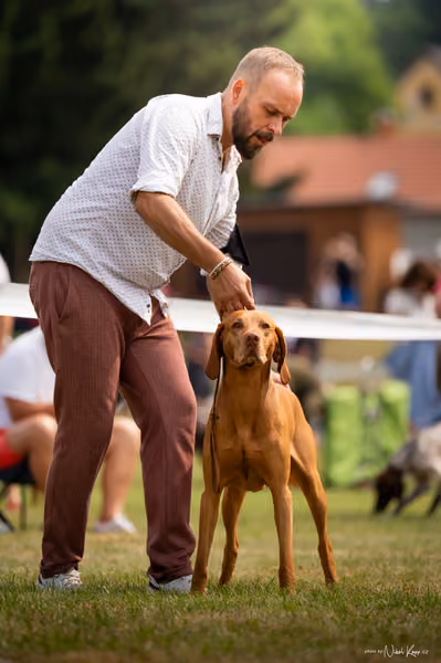 NVP Mladá Boleslav – Vizsla