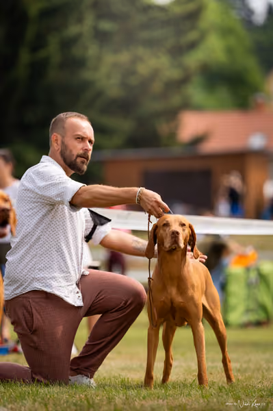 NVP Mladá Boleslav – Vizsla