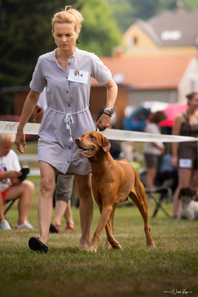 NVP Mladá Boleslav – Vizsla