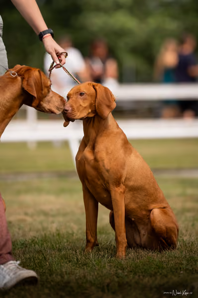 NVP Mladá Boleslav – Vizsla