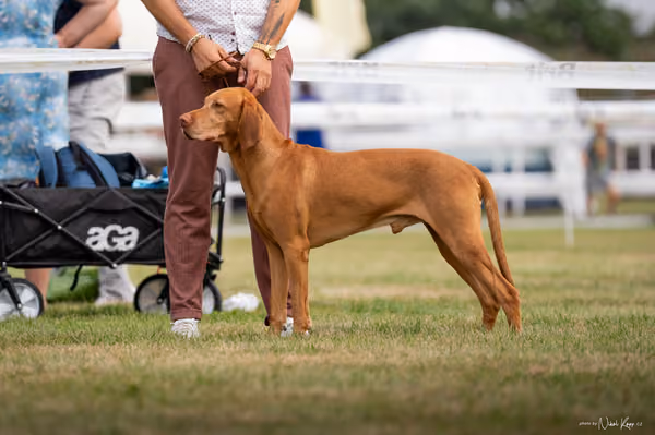 NVP Mladá Boleslav – Vizsla