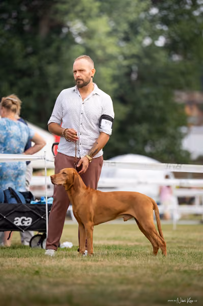 NVP Mladá Boleslav – Vizsla