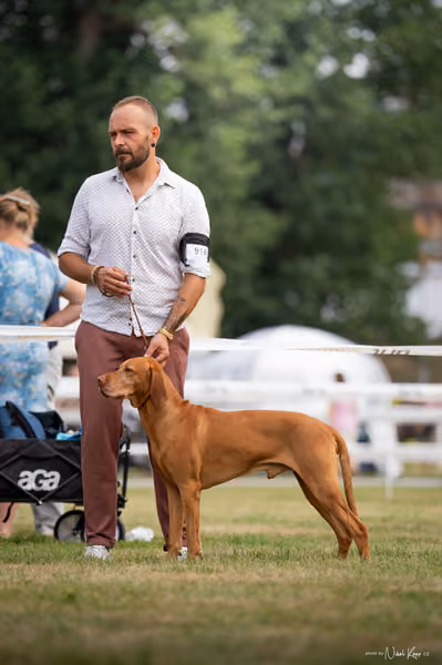 NVP Mladá Boleslav – Vizsla