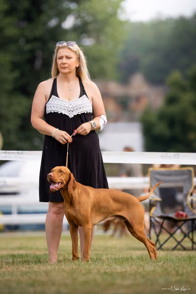 NVP Mladá Boleslav – Vizsla
