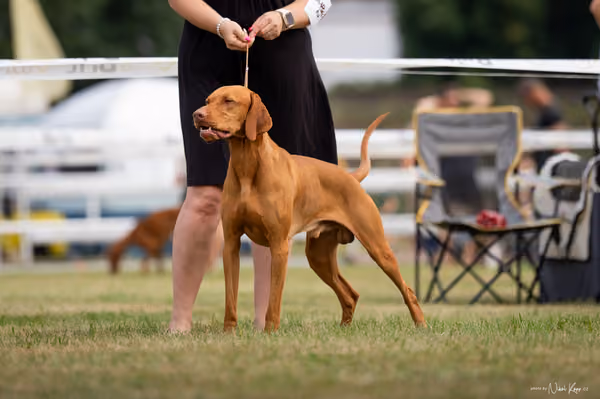 NVP Mladá Boleslav – Vizsla