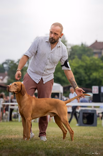 NVP Mladá Boleslav – Vizsla