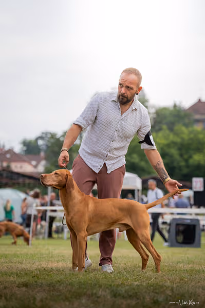 NVP Mladá Boleslav – Vizsla