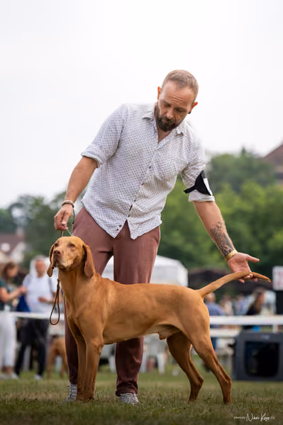 NVP Mladá Boleslav – Vizsla
