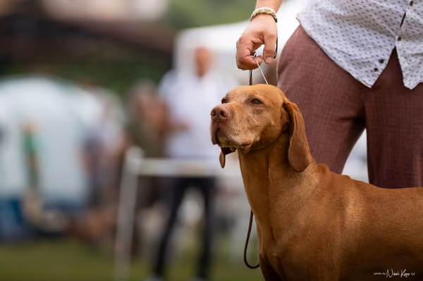 NVP Mladá Boleslav – Vizsla