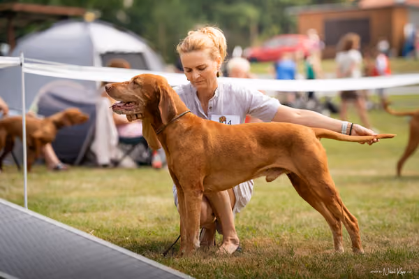 NVP Mladá Boleslav – Vizsla