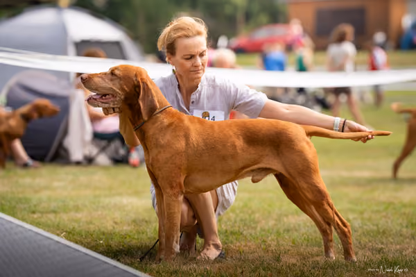 NVP Mladá Boleslav – Vizsla