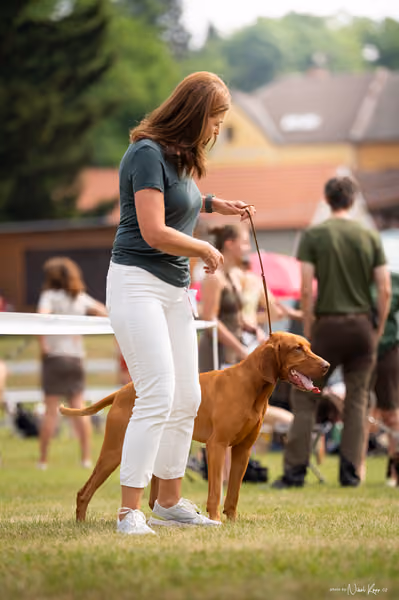 NVP Mladá Boleslav – Vizsla