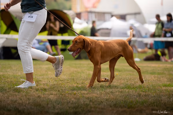NVP Mladá Boleslav – Vizsla