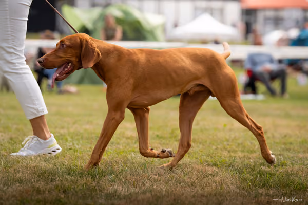 NVP Mladá Boleslav – Vizsla