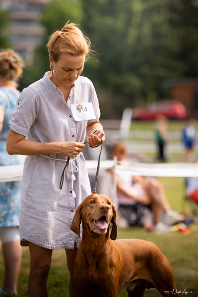 NVP Mladá Boleslav – Vizsla