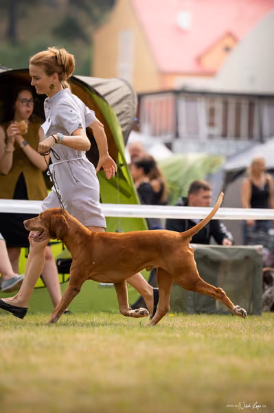 NVP Mladá Boleslav – Vizsla