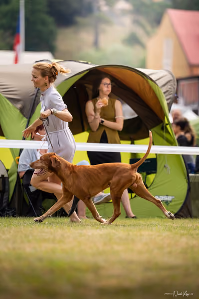 NVP Mladá Boleslav – Vizsla