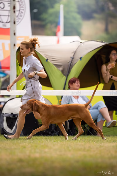 NVP Mladá Boleslav – Vizsla