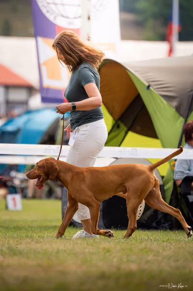 NVP Mladá Boleslav – Vizsla