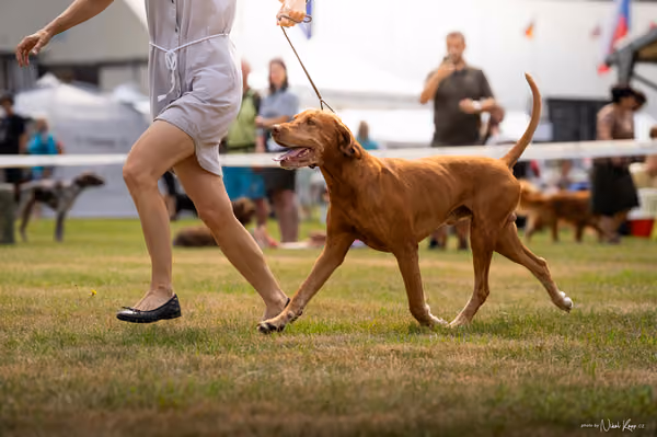 NVP Mladá Boleslav – Vizsla