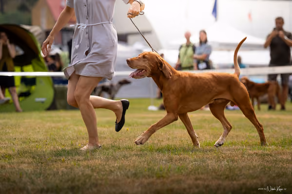 NVP Mladá Boleslav – Vizsla