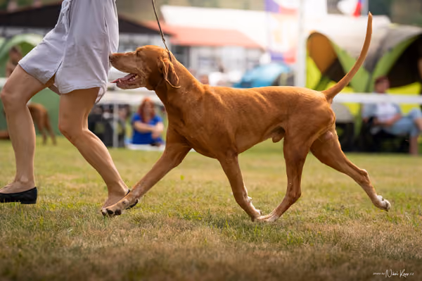 NVP Mladá Boleslav – Vizsla