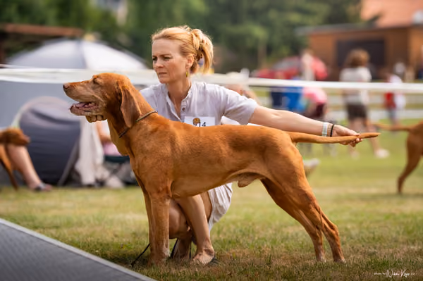 NVP Mladá Boleslav – Vizsla