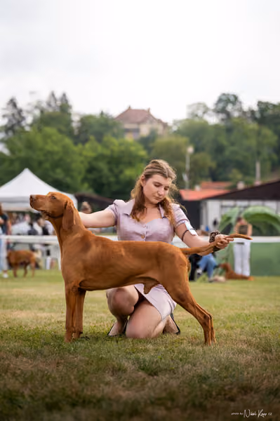 NVP Mladá Boleslav – Vizsla