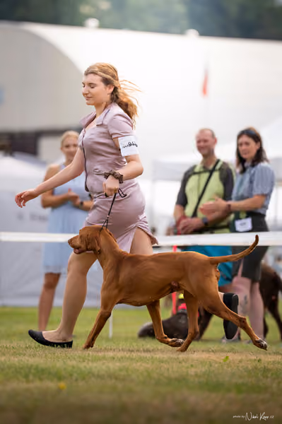 NVP Mladá Boleslav – Vizsla