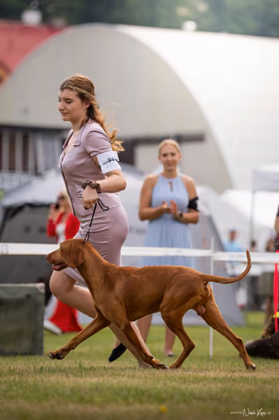 NVP Mladá Boleslav – Vizsla